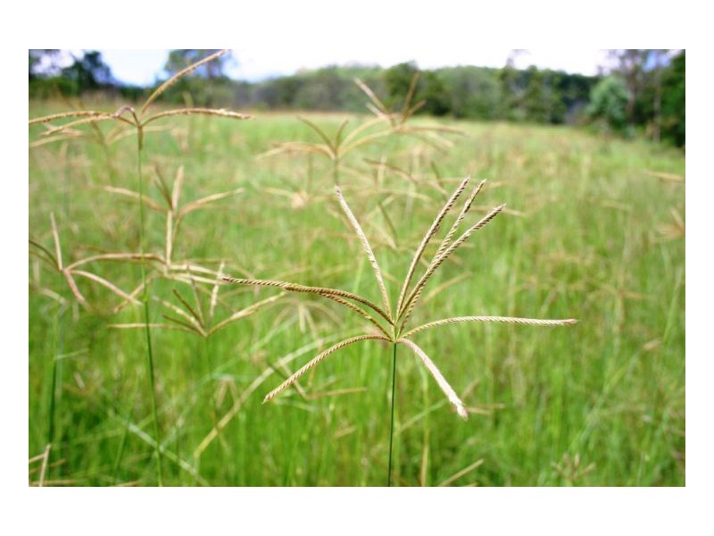 116 Newtons Road, Kyogle NSW 2474