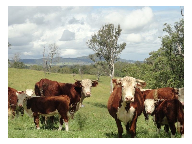 2 Sherwood Road, Kyogle NSW 2474