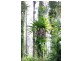 114 Atkins Road Cawongla, Kyogle NSW 2474