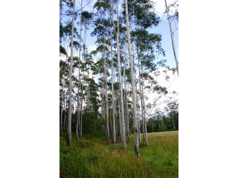 114 Atkins Road Cawongla, Kyogle NSW 2474