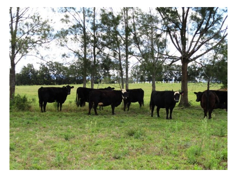 110 Fairy School Road, Kyogle NSW 2474