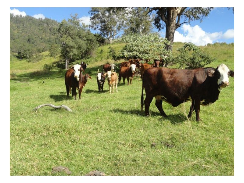 400 Roseberry Creek Road, Kyogle NSW 2474