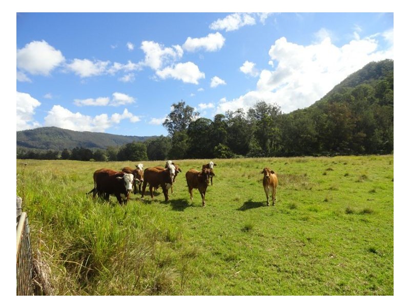 400 Roseberry Creek Road, Kyogle NSW 2474
