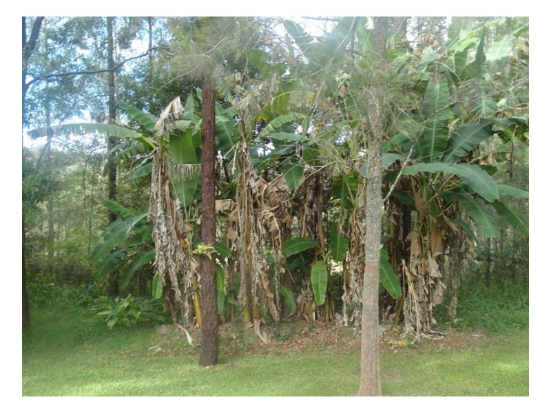 2119 Afterlee Road, Kyogle NSW 2474