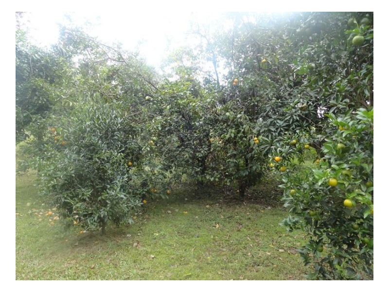 2119 Afterlee Road, Kyogle NSW 2474