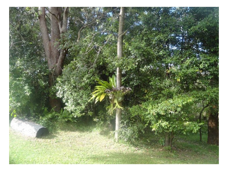 2119 Afterlee Road, Kyogle NSW 2474