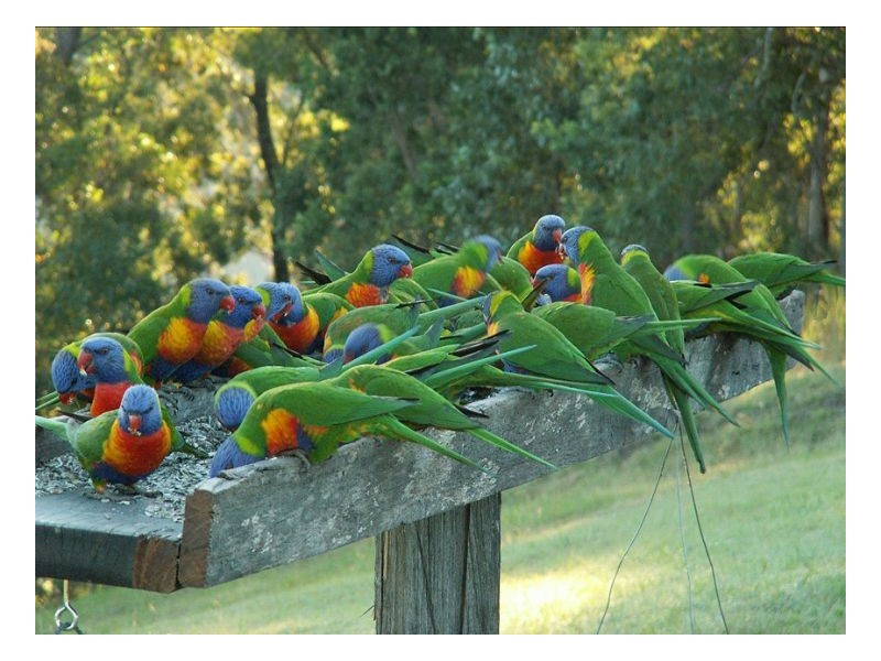 1477 Gradys Creek Road, Kyogle NSW 2474