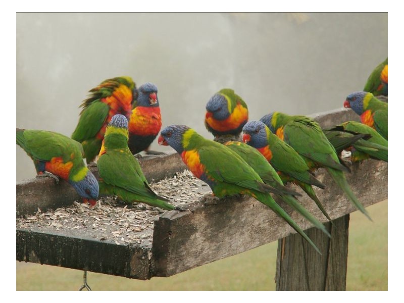 1477 Gradys Creek Road, Kyogle NSW 2474