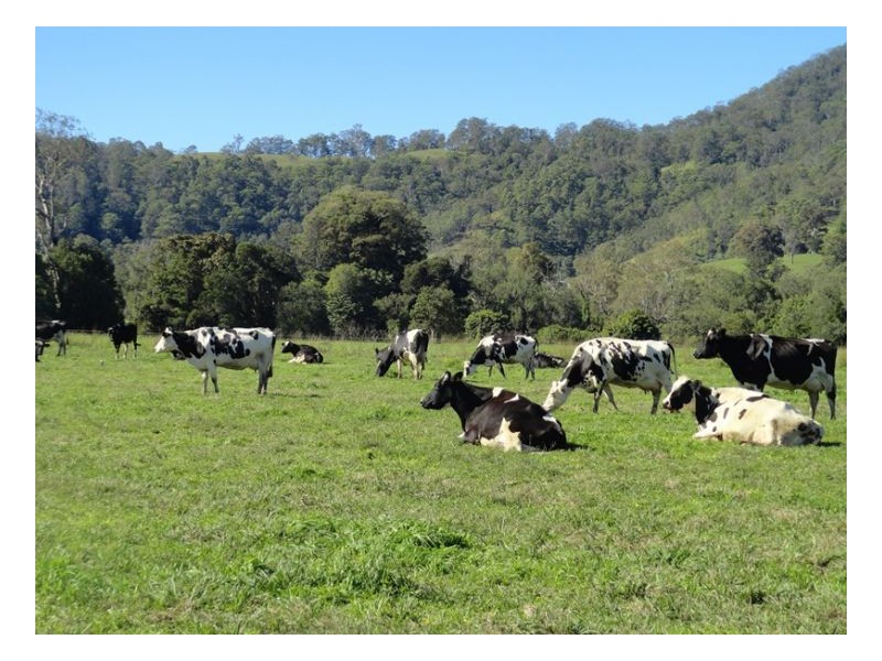 77 Ferndale Road, Kyogle NSW 2474