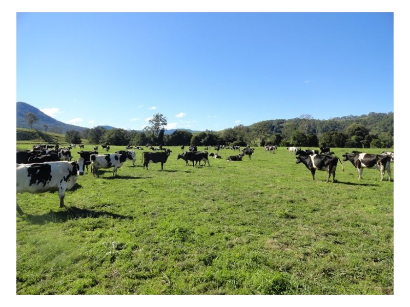 77 Ferndale Road, Kyogle NSW 2474