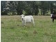 1 Wyndham Road, Kyogle NSW 2474