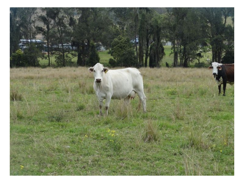 1 Wyndham Road, Kyogle NSW 2474