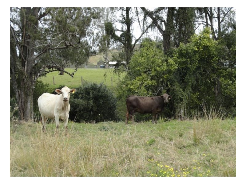 1 Wyndham Road, Kyogle NSW 2474