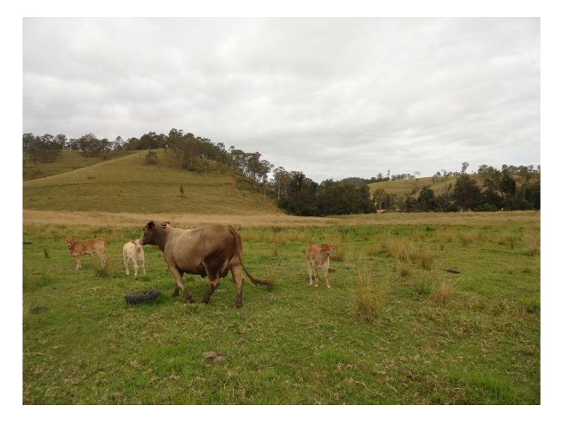 1 Wyndham Road, Kyogle NSW 2474