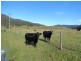 222 Rosbeberry Creek Road, Kyogle NSW 2474