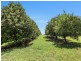 Pearces Creek NSW 2477