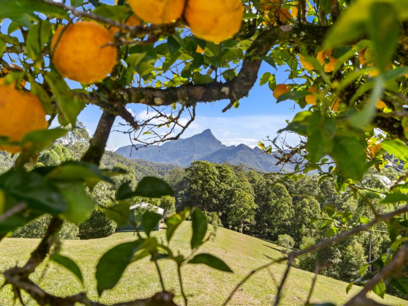 631 Rowlands Creek Road, Rowlands Creek NSW 2484