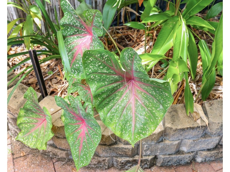 5/38 Calytrix Road, Karama NT 0812