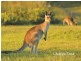 307 Woopi Beach Estate, Woolgoolga NSW 2456