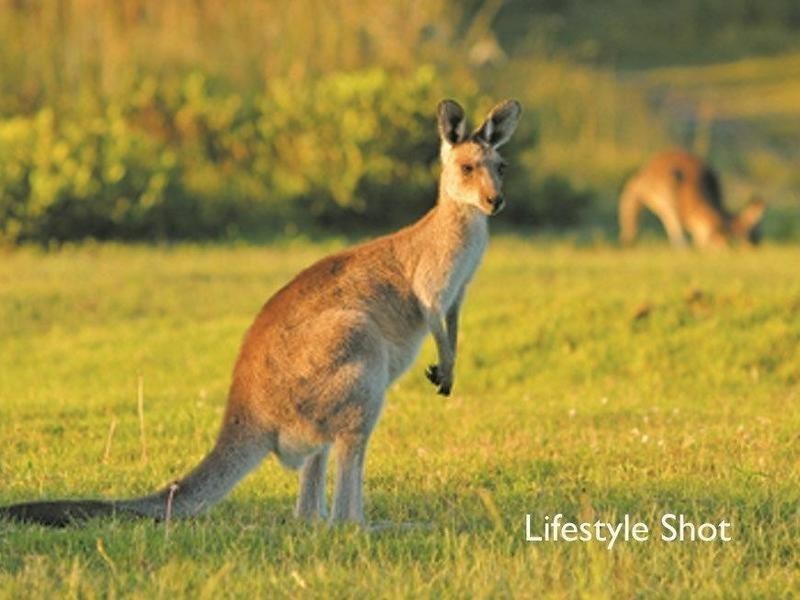 203 Woopi Beach Estate, Woolgoolga NSW 2456