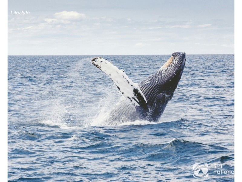 701-727 Woopi Drive, Woolgoolga NSW 2456