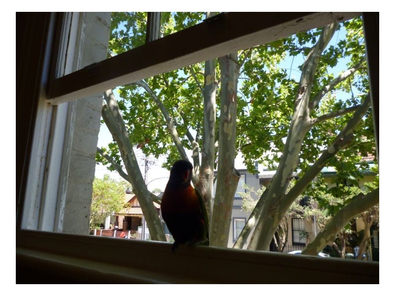 12 Reserve Street, Annandale NSW 2038