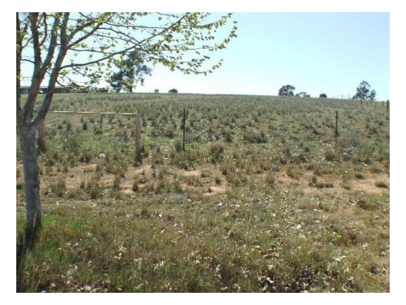 24 Mulumbah Estate, Deniliquin NSW 2710