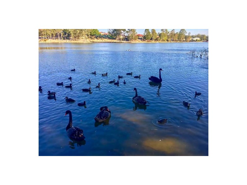 52 Freshwater Circuit, Forest Lake QLD 4078