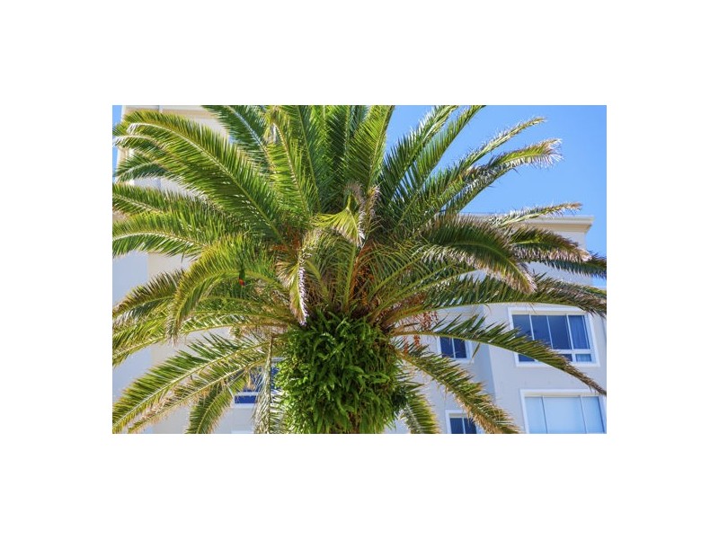 126 old burleigh road, Broadbeach QLD 4218