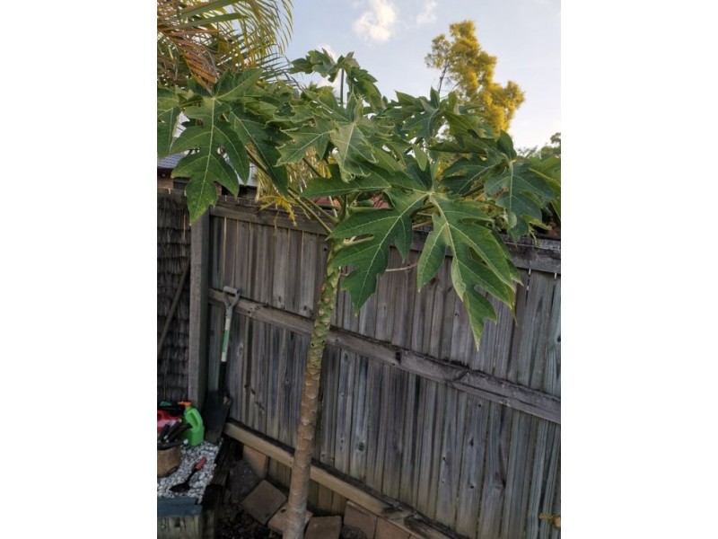 9 Cambooya Street, Sunnybank Hills QLD 4109