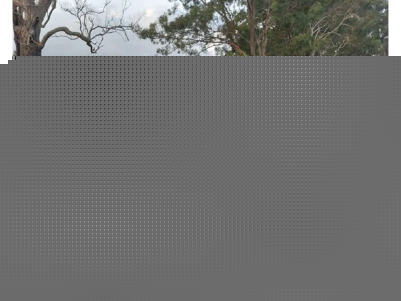 19 Milbrook Crescent, Pimpama QLD 4209