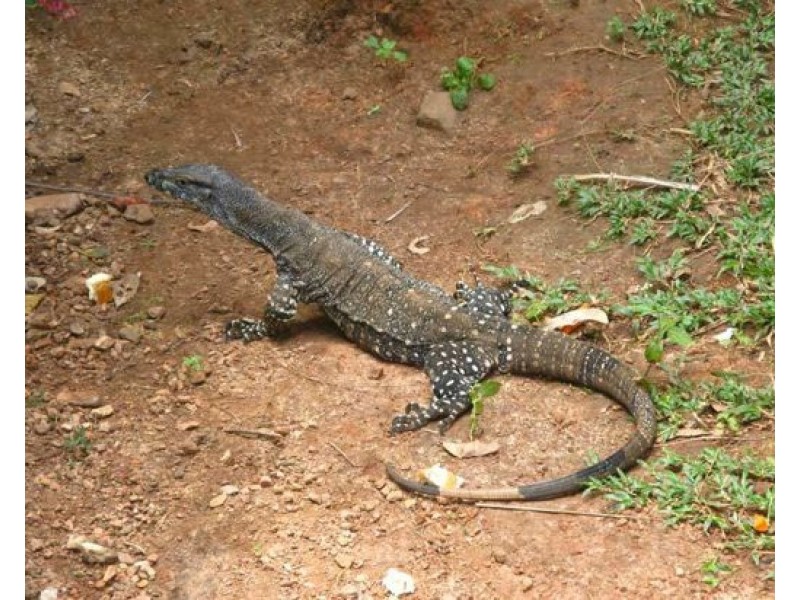 7 Tari Place, Trinity Beach QLD 4879