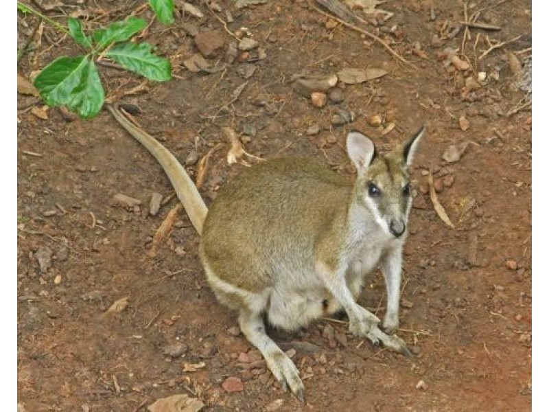 7 Tari Place, Trinity Beach QLD 4879