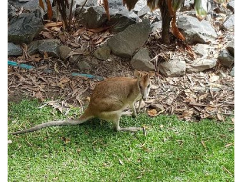 1202 40 Clifton Road, Clifton Beach QLD 4879