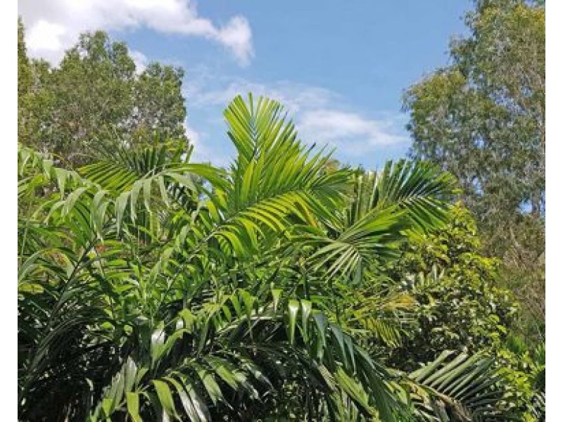 1604 40 Clifton Road, Clifton Beach QLD 4879