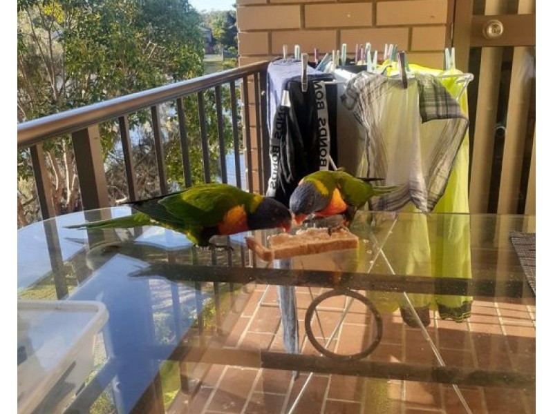 60/22 Barbet PL, Burleigh Waters QLD 4220