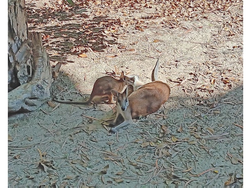 1802 40 Clifton Road, Clifton Beach QLD 4879