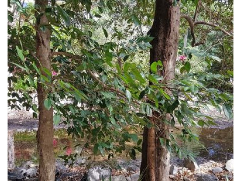 1802 40 Clifton Road, Clifton Beach QLD 4879