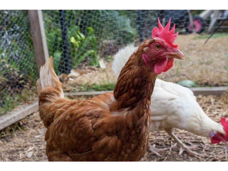 1 Gracie Ct, Cashmere QLD 4500