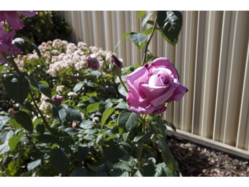 31/60 Endeavour Blvd, North Lakes QLD 4509