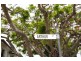 3 Arthur Street, Woody Point QLD 4019