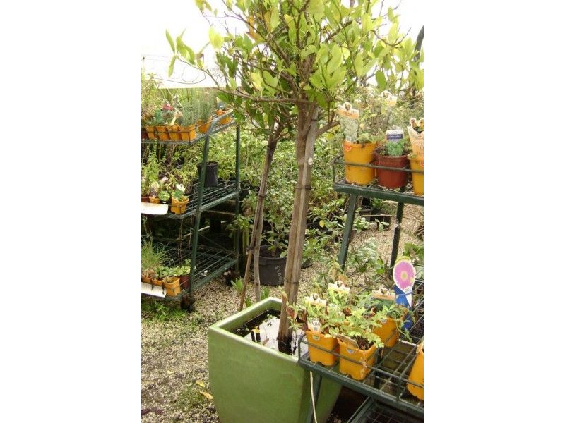 Hoppers Crossing VIC 3029