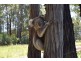 324 Frys Road, Gellibrand VIC 3239