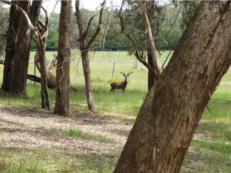 1130 Tomahawk Creek Road, Irrewillipe VIC 3249