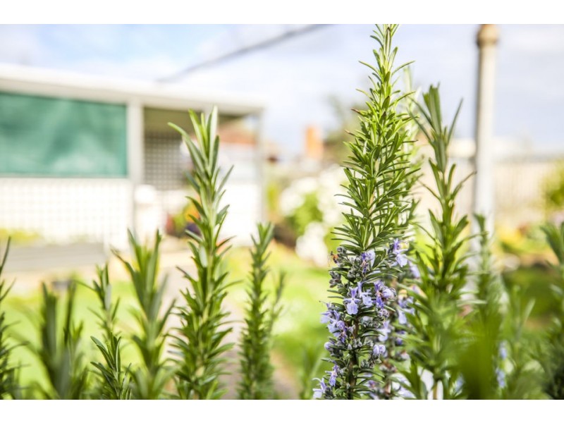 1 Hancock Street, Colac VIC 3250