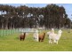 Lot 1 to 13 Sec OR Lots 1 to 9 & Lots 12 to 15 Section I – Forrest Street, Cressy VIC 3322