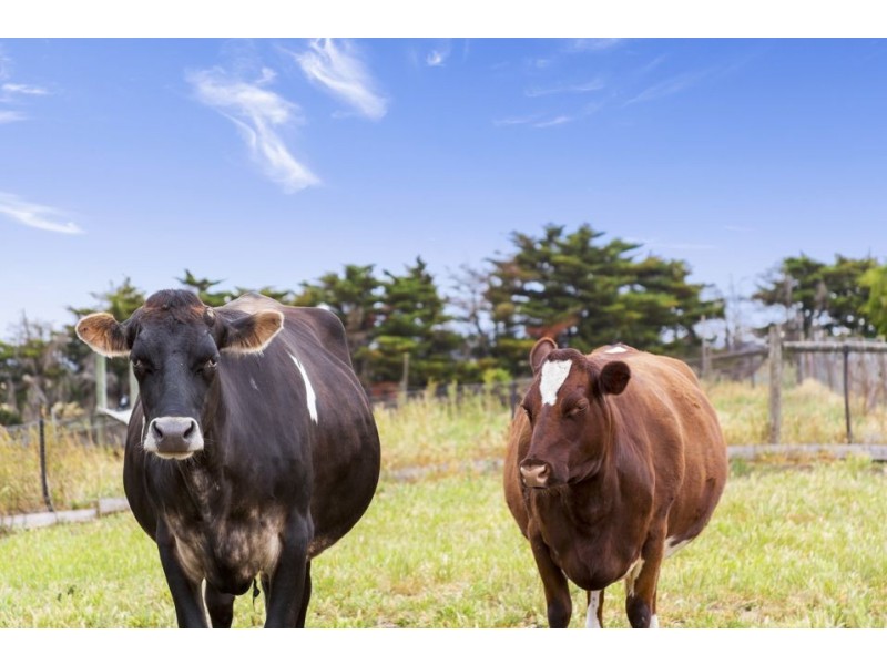 5 Beeac-Cemetery Road, Beeac VIC 3251