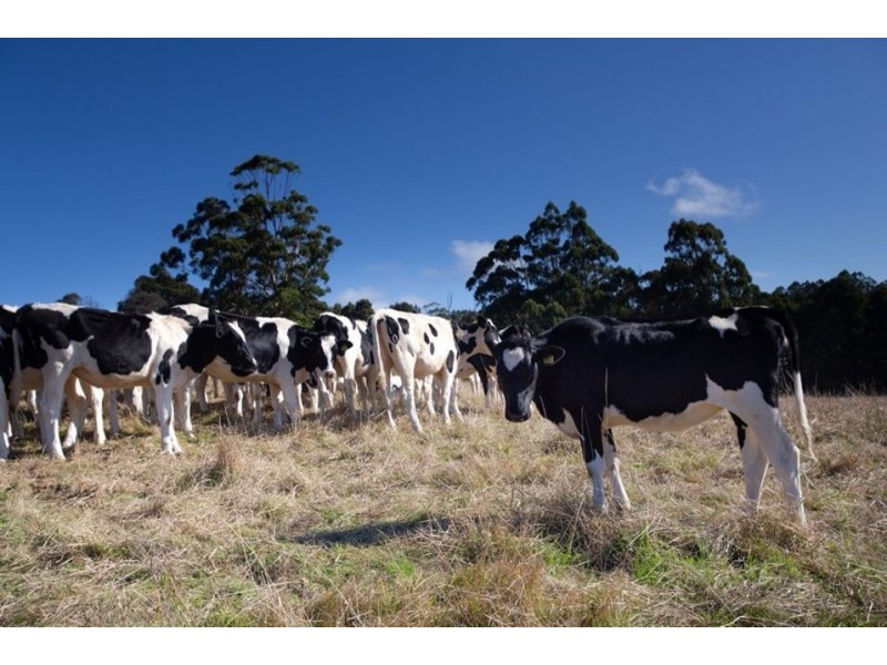 320 Phillips Track, Ferguson VIC 3237