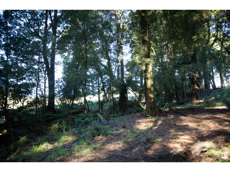 320 Phillips Track, Ferguson VIC 3237