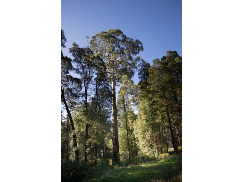 320 Phillips Track, Ferguson VIC 3237